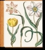 Buchcover und Innenansicht für das Buch: Besler. The Garden at Eichstätt