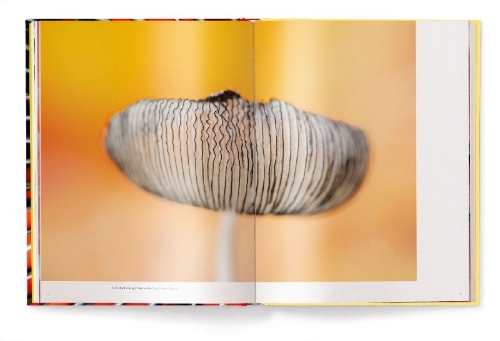 Buchcover und Innenansicht für das Buch: Wonderland
