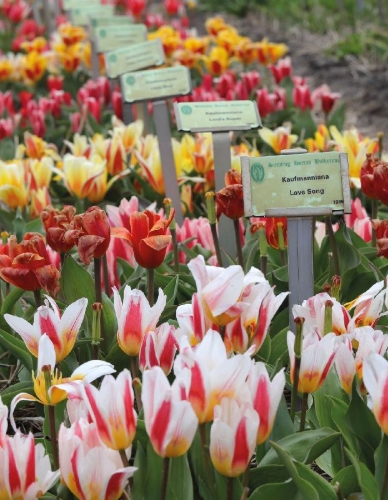 Buchcover und Innenansicht für das Buch: Floramour: Tulpen