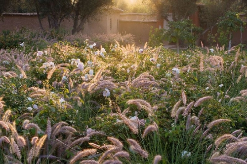 Buchcover und Innenansicht für das Buch: Mediterranes Gartendesign