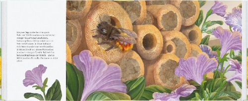 Buchcover und Innenansicht für das Buch: Ich bau dir ein Haus, kleine Wildbiene
