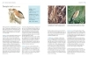 Buchcover und Innenansicht für das Buch: Das BLV Handbuch Vögel