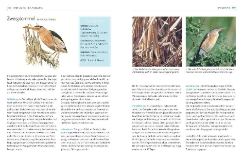 Buchcover und Innenansicht für das Buch: Das BLV Handbuch Vögel
