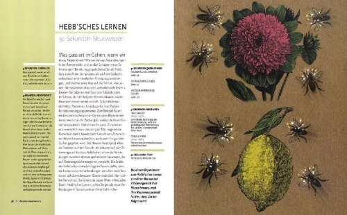 Buchcover und Innenansicht für das Buch: Das Gehirn in 30 Sekunden