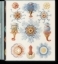 Buchcover und Innenansicht für das Buch: The Art and Science of Ernst Haeckel