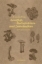 Buchcover und Innenansicht für das Buch: Samtfuß, Holzstielchen und Zottelmähne