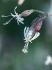 Buchcover und Innenansicht für das Buch: Floramour: Wildblumen