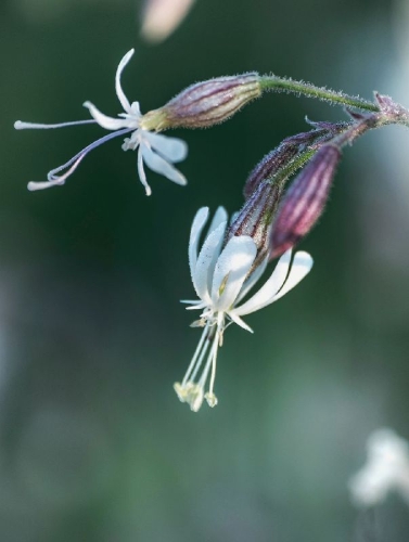 Buchcover und Innenansicht für das Buch: Floramour: Wildblumen
