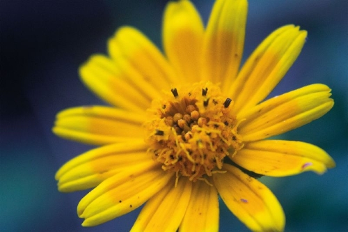 Buchcover und Innenansicht für das Buch: Floramour: Wildblumen