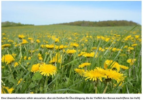 Buchcover und Innenansicht für das Buch: Die Wiese