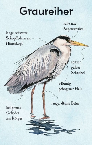 Buchcover und Innenansicht für das Buch: Natur-Entdecker-Karten: Unsere heimischen Vögel