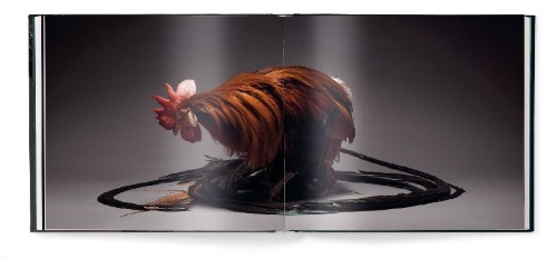 Buchcover und Innenansicht für das Buch: Feathered Elegance
