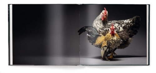 Buchcover und Innenansicht für das Buch: Feathered Elegance