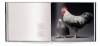 Buchcover und Innenansicht für das Buch: Feathered Elegance