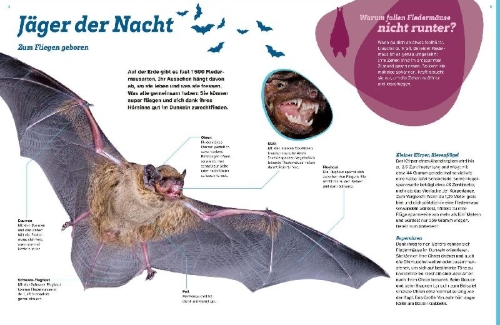 Buchcover und Innenansicht für das Buch: WAS IST WAS Fledermäuse. Flink durch die Nacht