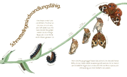 Buchcover und Innenansicht für das Buch: A Butterfly Is Patient