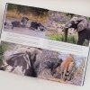 Buchcover und Innenansicht für das Buch: Elephants. Birth, death and family in the lives of the giants