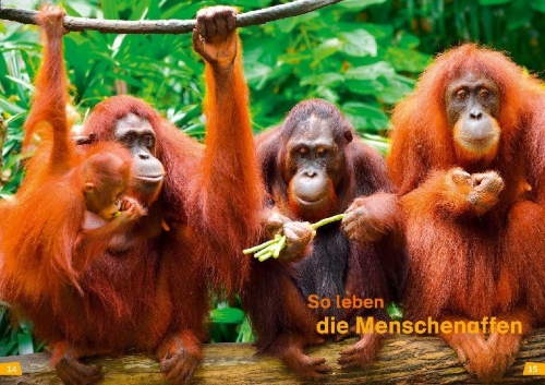 Buchcover und Innenansicht für das Buch: WAS IST WAS Erstes Lesen Band 22. Menschenaffen