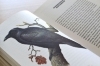 Buchcover und Innenansicht für das Buch: Mikroorgasmen überall