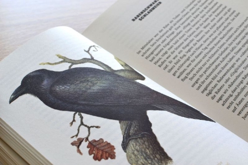 Buchcover und Innenansicht für das Buch: Mikroorgasmen überall