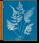 Buchcover und Innenansicht für das Buch: Anna Atkins