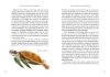 Buchcover und Innenansicht für das Buch: Das große Buch der Evolution