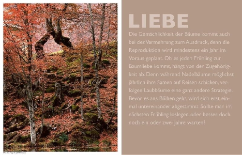 Buchcover und Innenansicht für das Buch: Das geheime Leben der Bäume