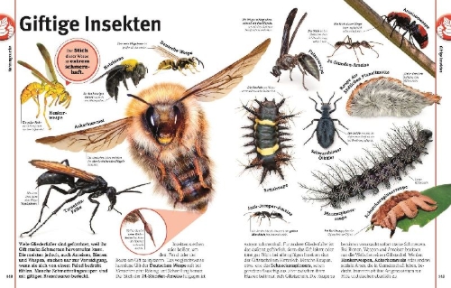 Buchcover und Innenansicht für das Buch: Unsere Welt in 1000 Bildern. Insekten