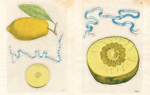 Buchcover und Innenansicht für das Buch: John Derian Sticker Book II