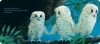 Buchcover und Innenansicht für das Buch: Owl Babies