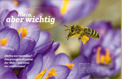 Buchcover und Innenansicht für das Buch: WAS IST WAS Bienen. Summende Genies
