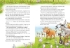 Buchcover und Innenansicht für das Buch: Das Katzenhuhn 3: Vorlesegeschichten von einem sehr besonderen Bauernhof