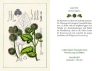 Buchcover und Innenansicht für das Buch: Kräuter und Blumen am Wegesrand