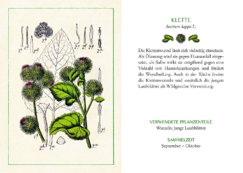 Buchcover und Innenansicht für das Buch: Kräuter und Blumen am Wegesrand