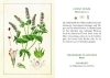 Buchcover und Innenansicht für das Buch: Kräuter und Blumen am Wegesrand
