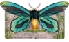 Buchcover und Innenansicht für das Buch: Pop- Up Butterflies