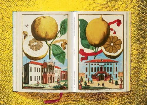 Buchcover und Innenansicht für das Buch: J. C. Volkamer. The Book of Citrus Fruits