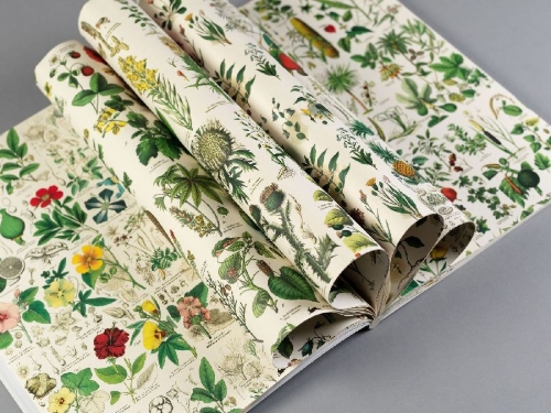 Buchcover und Innenansicht für das Buch: Flora