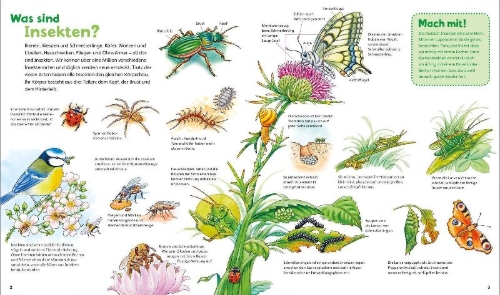 Buchcover und Innenansicht für das Buch: WAS IST WAS Junior Band 33. Insekten