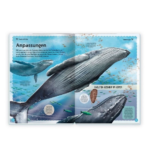 Buchcover und Innenansicht für das Buch: Trötsch Kinderbuch Das großartige Buch der Wale| Ab 8 Jahren