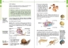 Buchcover und Innenansicht für das Buch: Basiswissen Schule - Biologie 5. bis 10. Klasse
