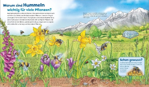 Buchcover und Innenansicht für das Buch: WAS IST WAS Junior Band 34 Bienen, Wespen, Hummeln