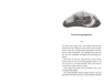 Buchcover und Innenansicht für das Buch: Birds of Paris - Das magische Pendel