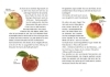Buchcover und Innenansicht für das Buch: Hörst du's rascheln? Der Herbst ist da!