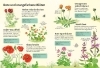 Buchcover und Innenansicht für das Buch: Ich erkunde die Natur: Unsere Wildblumen