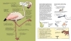 Buchcover und Innenansicht für das Buch: Omnibird