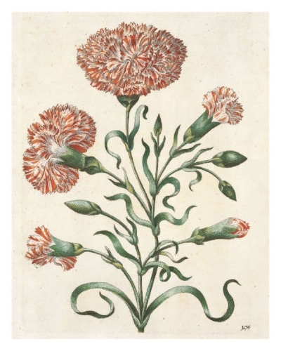 Buchcover und Innenansicht für das Buch: Maria Sibylla Merian: The New Book of Flowers/Neues Blumenbuch