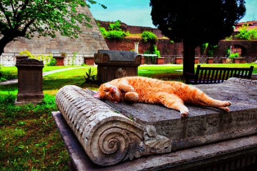 Buchcover und Innenansicht für das Buch: Katzen der Welt