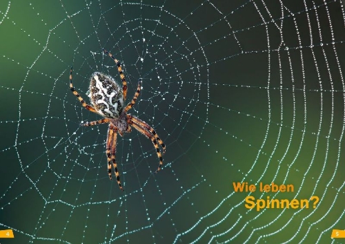 Buchcover und Innenansicht für das Buch: WAS IST WAS Erstes Lesen Band 24. Spinnen