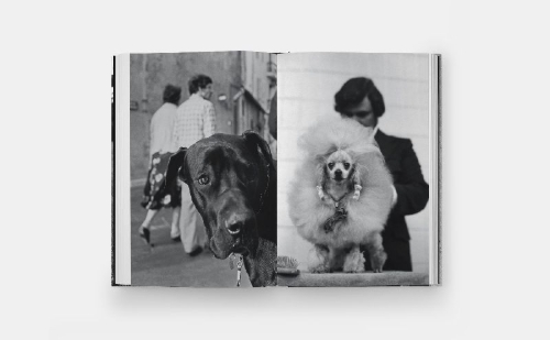 Buchcover und Innenansicht für das Buch: Dogdogs